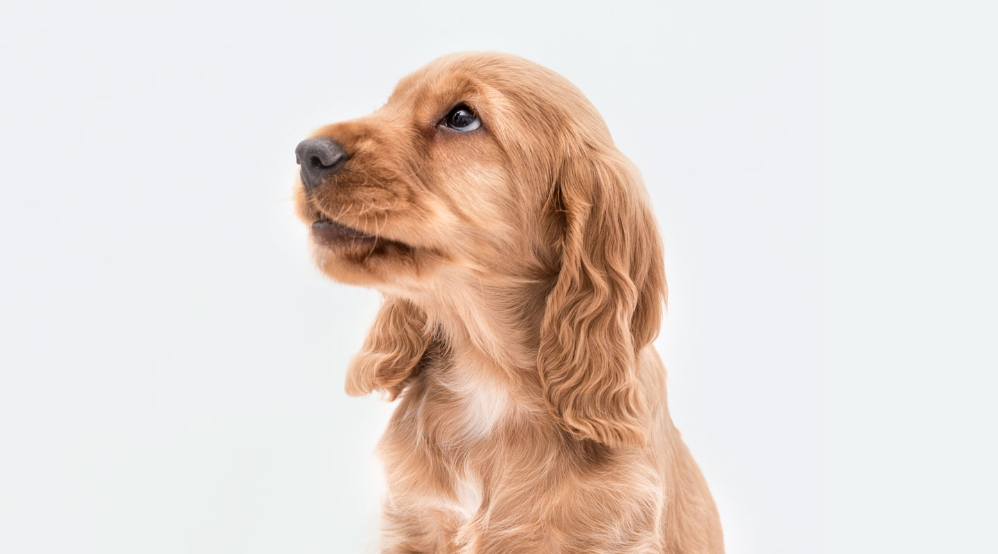 Golden retriever puppy