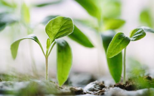 Seedlings