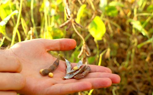 Soy bean farmers assessed risk ahead of tariffs